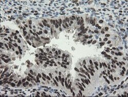 TLE1 Antibody (OTI1H2), Novus Biologicals 0.1mL; Unlabeled:Antibodies,