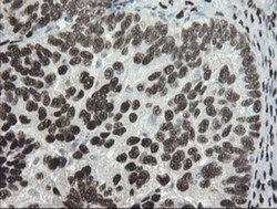 TLE1 Antibody (OTI1H2), Novus Biologicals 0.1mL; Unlabeled:Antibodies,