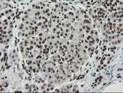 TLE1 Antibody (OTI1H2), Novus Biologicals 0.1mL; Unlabeled:Antibodies,