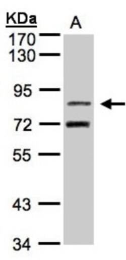 TLE2 Antibody, Novus Biologicals 0.1mL; Unlabeled:Antibodies, Polyclonal