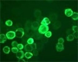 TLR10 Antibody (25F9), Novus Biologicals 0.1mg; Unlabeled:Antibodies, Monoclonal