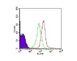 TLR1 Antibody, Novus Biologicals:Antibodies:Primary Antibodies