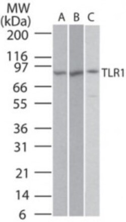 TLR1 Antibody, Novus Biologicals 0.025mg; Unlabeled:Antibodies, Polyclonal
