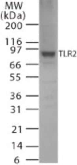 TLR2 Antibody, Novus Biologicals 0.1mg; Unlabeled:Antibodies, Polyclonal