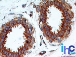 TLR2 Antibody (67N17F8), Novus Biologicals 0.025mg; Unlabeled:Antibodies,