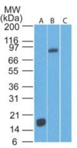 TLR2 Antibody (67N8F8) - Azide Free, Novus Biologicals 0.1mg; Unlabeled:Antibodies,