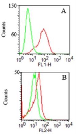 TLR2 Antibody (67N8F8), Novus Biologicals:Antibodies:Primary Antibodies