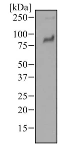 TLR2 Antibody (67N8F8), Novus Biologicals:Antibodies:Primary Antibodies
