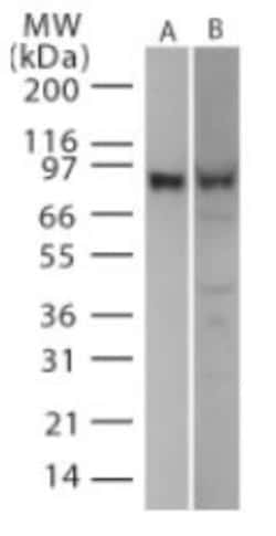 Novus Biologicals™ TLR2 Cell Lysate