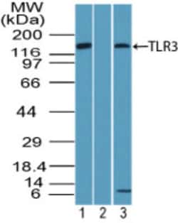 TLR3 Antibody, Novus Biologicals 0.1mg; Unlabeled:Antibodies, Polyclonal