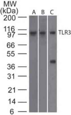 TLR3 Antibody (27N3D4) - BSA Free, Novus Biologicals 0.1mg; Unlabeled:Antibodies,