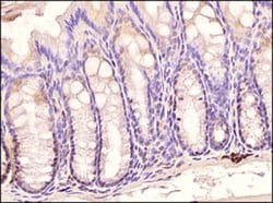 TLR3 Antibody (40C1285.6) - BSA Free, Novus Biologicals:Antibodies:Primary