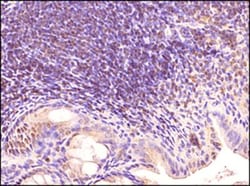 TLR3 Antibody (40C1285.6) - BSA Free, Novus Biologicals:Antibodies:Primary