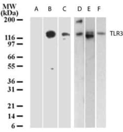 TLR3 Antibody (40C1285.6) - BSA Free, Novus Biologicals:Antibodies:Primary