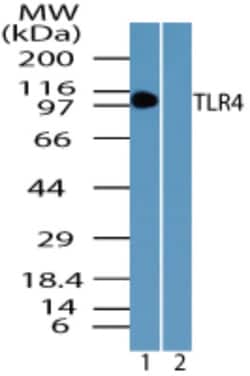 TLR4 Antibody - BSA Free, Novus Biologicals:Anticuerpos:Anticuerpos primarios