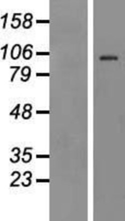 Novus Biologicals&trade;&nbsp;TLR4 Overexpression Lysate