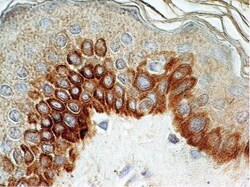 TLR4 Antibody (76B357.1) - Azide Free, Novus Biologicals 0.025mg; Unlabeled:Antibodies,