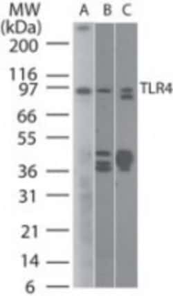 TLR4 Antibody (76B357.1) - Azide Free, Novus Biologicals 0.025mg; Unlabeled:Antibodies,