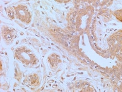 TLR4 Antibody (76B357.1) - BSA Free, Novus Biologicals:Antibodies:Primary