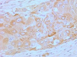 TLR4 Antibody (76B357.1) - BSA Free, Novus Biologicals:Antibodies:Primary