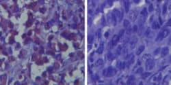 TLR6 Antibody, Novus Biologicals 0.1mL; Unlabeled:Antibodies, Polyclonal