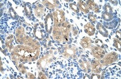 TLR6 Antibody, Novus Biologicals 100&mu;L; Unlabeled:Antibodies, Polyclonal