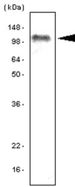 TLR7 Antibody (4F4) - BSA Free, Novus Biologicals 0.1mL; Unlabeled:Antibodies,