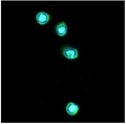 TLR7 Antibody (4F4) - BSA Free, Novus Biologicals 0.1mL; Unlabeled:Antibodies,