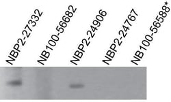 TLR7 Antibody (4G6) - Azide and BSA Free, Novus Biologicals 0.1mg; Unlabeled:Antibodies,