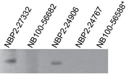 TLR7 Antibody (4G6) - BSA Free, Novus Biologicals:Antibodies:Primary Antibodies