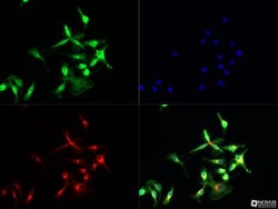 TLR7 Antibody - Azide Free, Novus Biologicals 0.1mg; Unlabeled:Antibodies,