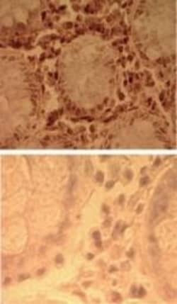TLR7 Antibody - Azide Free, Novus Biologicals:Antibodies:Primary Antibodies