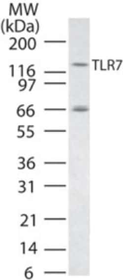 TLR7 Antibody - Azide Free, Novus Biologicals 0.1mg; Unlabeled:Antibodies,