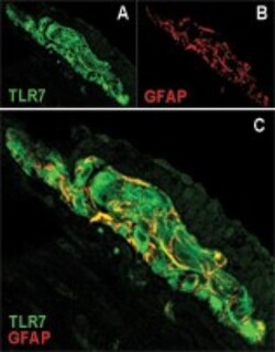 TLR7 Antibody - BSA Free, Novus Biologicals:Antibodies:Primary Antibodies