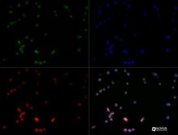 TLR7 Antibody - BSA Free, Novus Biologicals:Antibodies:Primary Antibodies