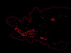 TLR7 Antibody - BSA Free, Novus Biologicals:Antibodies:Primary Antibodies