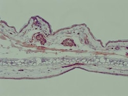 TLR7 Antibody - BSA Free, Novus Biologicals:Antibodies:Primary Antibodies
