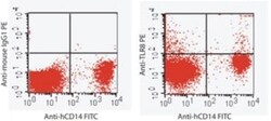 TLR8 Antibody (44C143) - BSA Free, Novus Biologicals:Antibodies:Primary