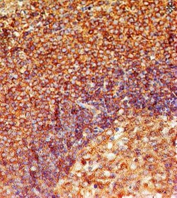 TLR8 Antibody (44C143) - BSA Free, Novus Biologicals:Antibodies:Primary