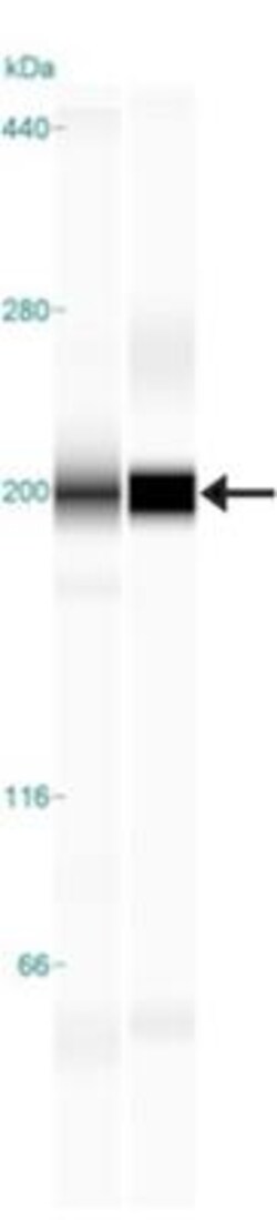 TLR8 Antibody (44C143) - BSA Free, Novus Biologicals:Antibodies:Primary