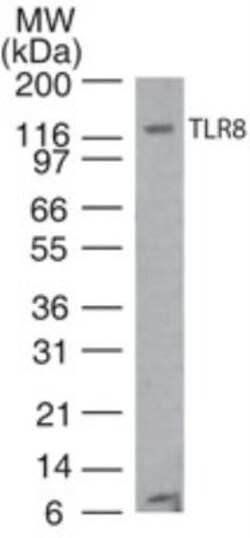 TLR8 Antibody (44C143) - BSA Free, Novus Biologicals:Antibodies:Primary