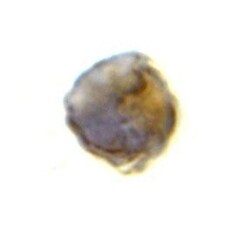 TLR8 Antibody - BSA Free, Novus Biologicals 0.1mg; Unlabeled:Antibodies,