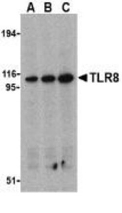 TLR8 Antibody - BSA Free, Novus Biologicals 0.1mg; Unlabeled:Antibodies,