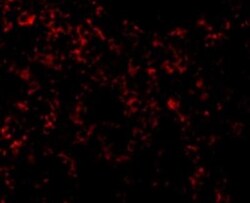 TLR9 Antibody - BSA Free, Novus Biologicals 0.025 mg, Unconjugated:Antibodies,
