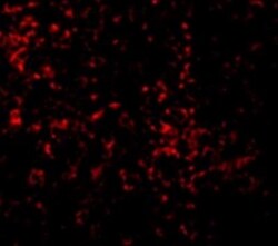 TLR9 Antibody - BSA Free, Novus Biologicals 0.025 mg, Unconjugated:Antibodies,