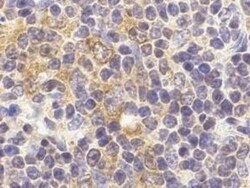 TLR9 Antibody - BSA Free, Novus Biologicals 0.025 mg, Unconjugated:Antibodies,