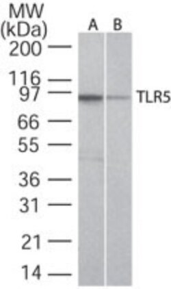 Novus Biologicals TLR (Cell Surface) Screening Antibody Pack 6 vials:Antibodies