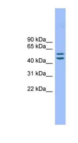TM7SF2 Antibody, Novus Biologicals:Antibodies:Primary Antibodies