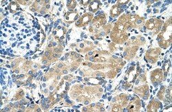TM9SF1 Antibody, Novus Biologicals:Antibodies:Primary Antibodies