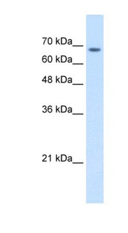 TM9SF1 Antibody, Novus Biologicals:Antibodies:Primary Antibodies